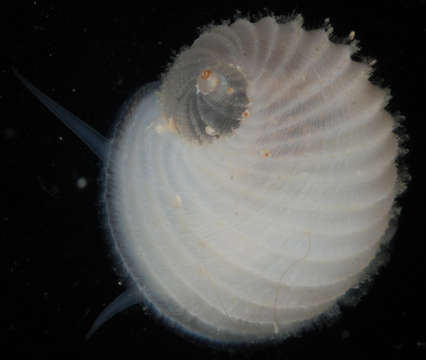 Image of Vanikoridae Gray 1840