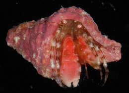 Image of Pagurixus