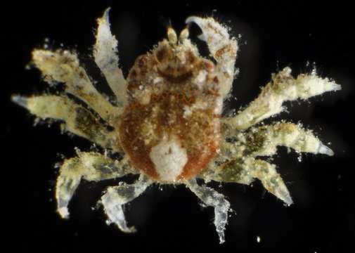 Image of Coral Enveloped Crabs