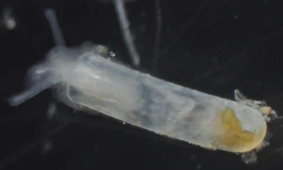 Image of Caecidae Gray 1850