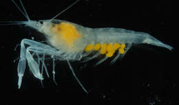 Image of <i>Salmoneus poupini</i>