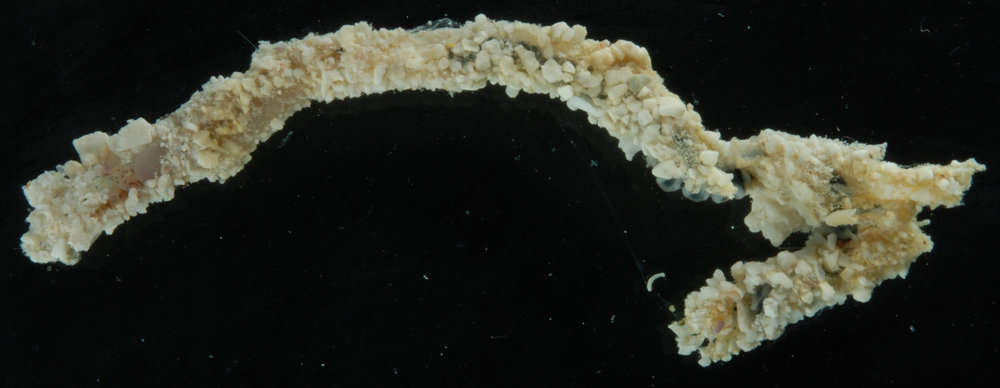 Image of chaetopterid worms