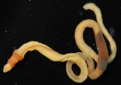 Image of Filozoa