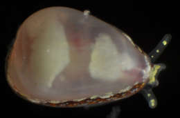 Imagem de Muricoidea Rafinesque 1815