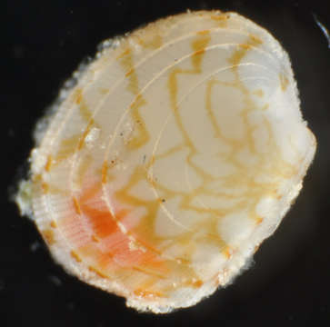 Image of Heterodonta