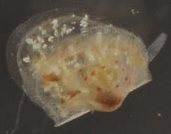 Imagem de Cyclochlamydidae Dijkstra & Maestrati 2012