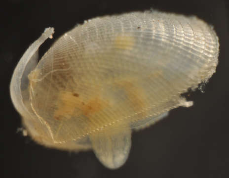 Image de Mytiloidea