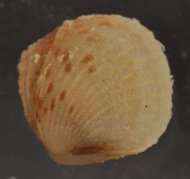 Image of Carditellinae