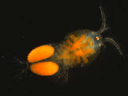 Image of Cyclopoid copepods