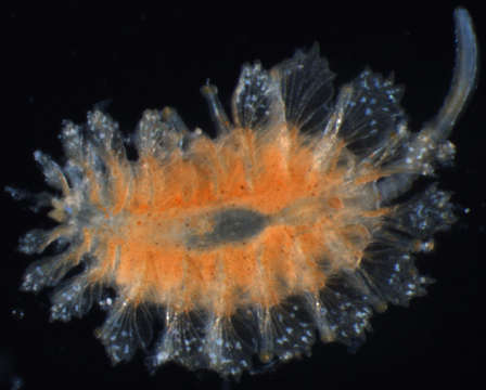 Plancia ëd Spintheridae