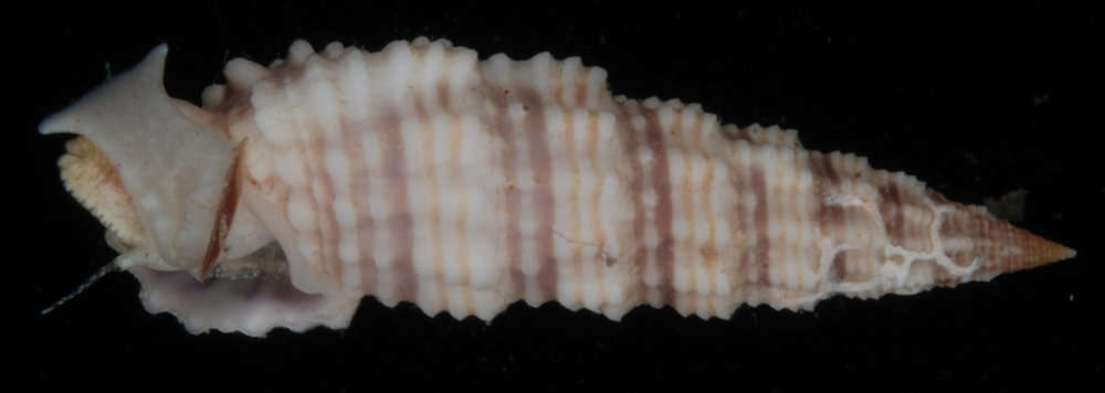 Image of Cerithium salebrosum G. B. Sowerby II 1855