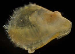 Image of Pterioidea Gray 1847