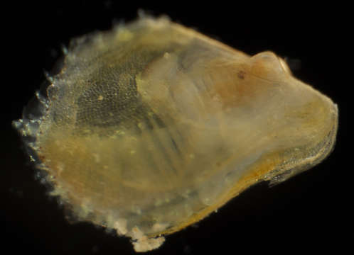 Image of Pterioidea Gray 1847