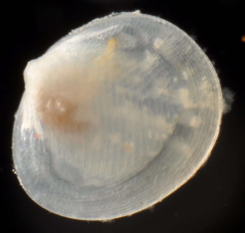 Image of Erycina Lamarck 1805