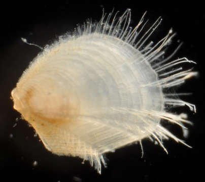 Image of Limopsoidea Dall 1895