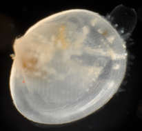 Image of Lasaeidae Gray 1842