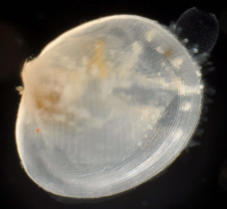 Image of Lasaeidae Gray 1842