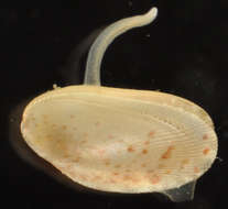 Image de Mytiloidea