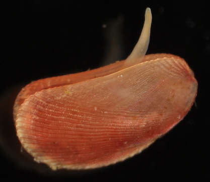 Image of Mytiloidea