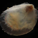 Image of file clam