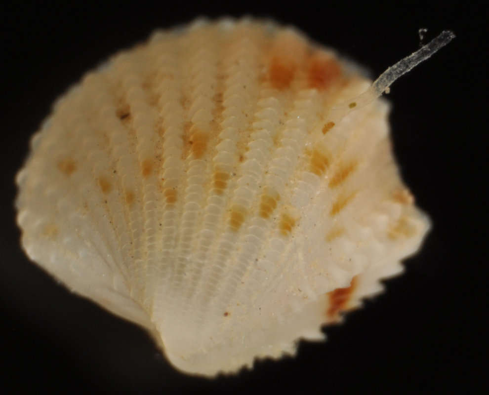 Image of Carditoidea Férussac 1822