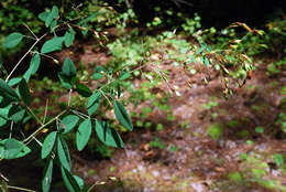 Слика од Lespedeza thunbergii (DC.) Nakai