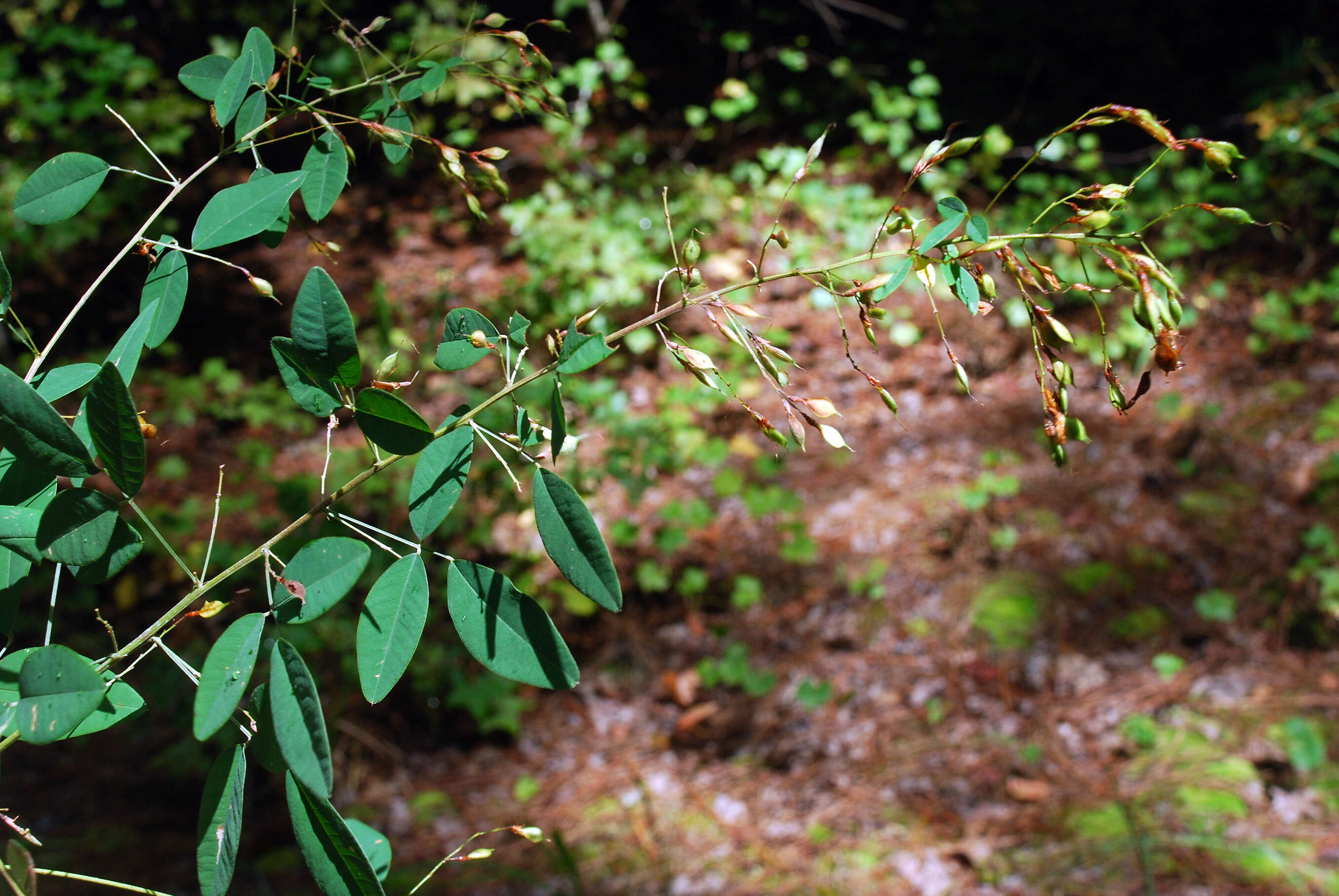 Sivun Lespedeza thunbergii (DC.) Nakai kuva