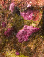 Image of Lissoclinum vareau Monniot C. & Monniot F. 1987