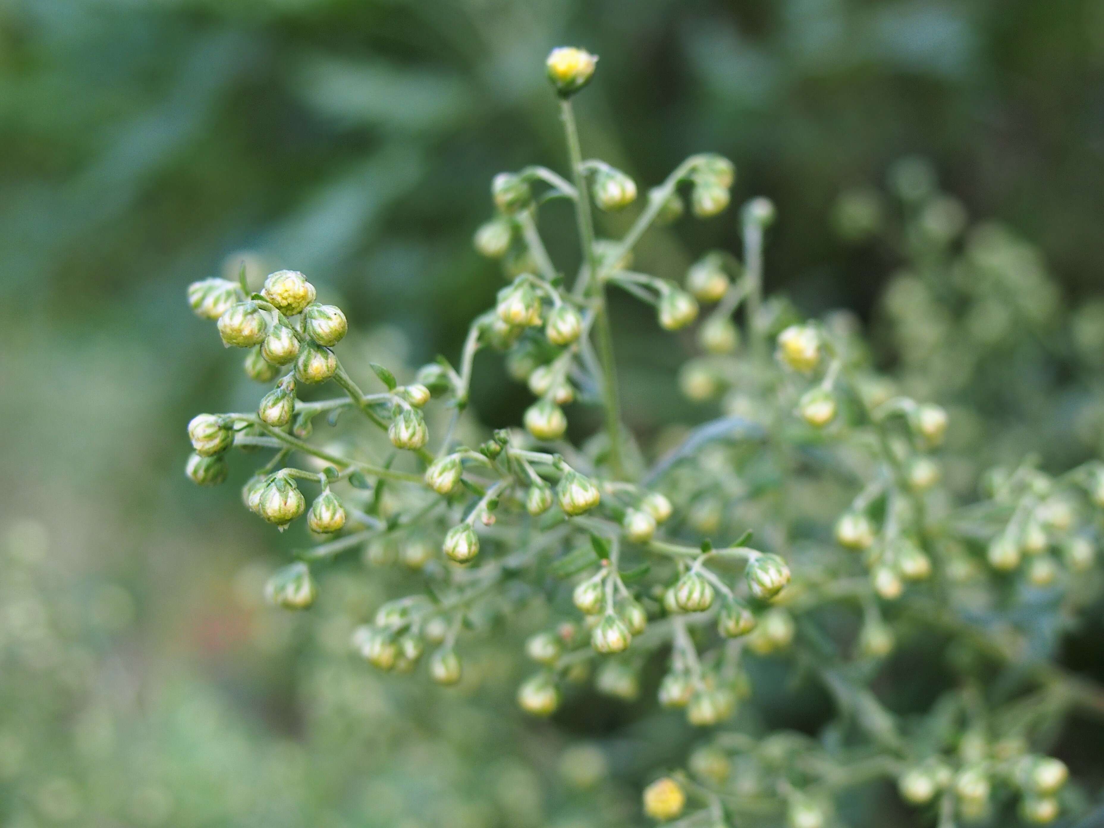 Image of Gmelin's wormwood