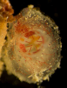 Image of Candy stripe tunicate