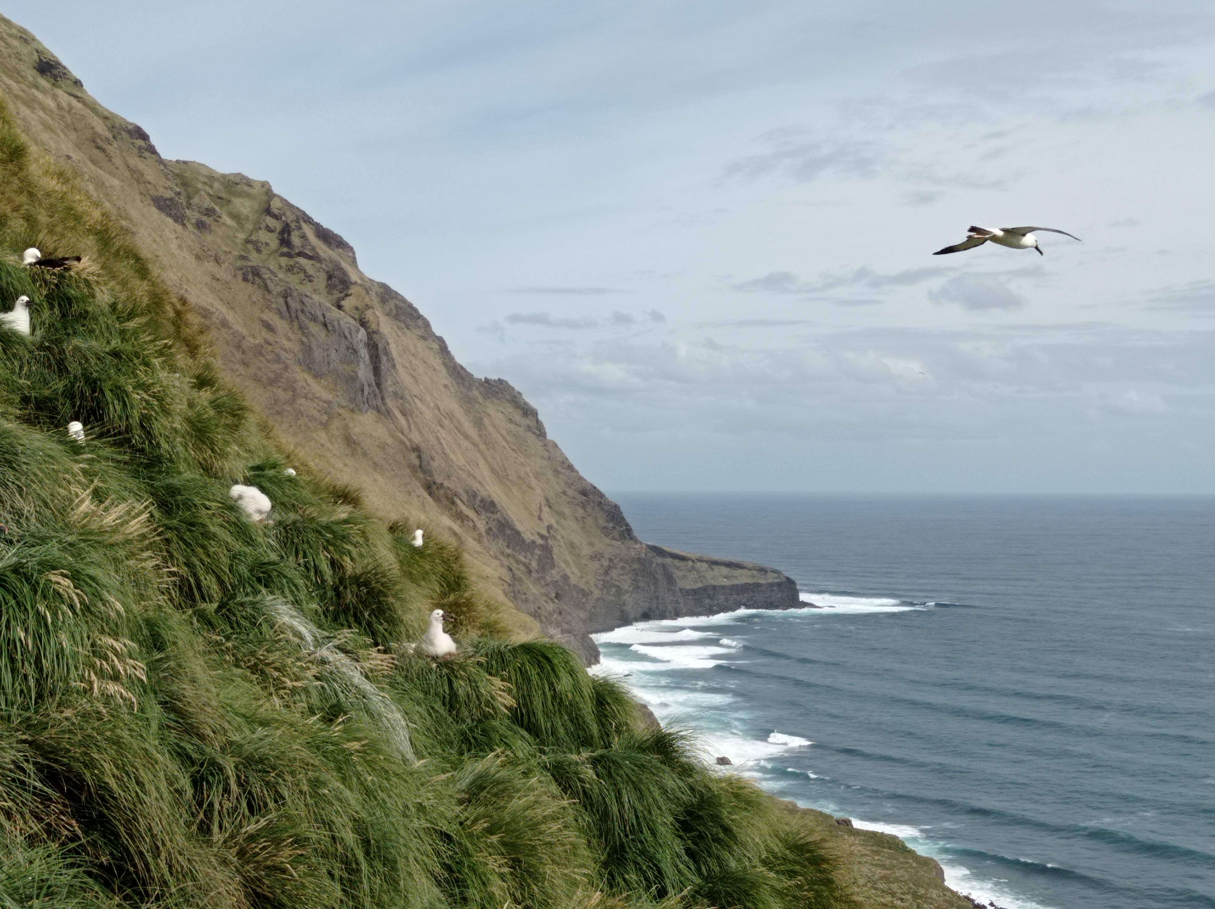 Image de Albatros de Carter