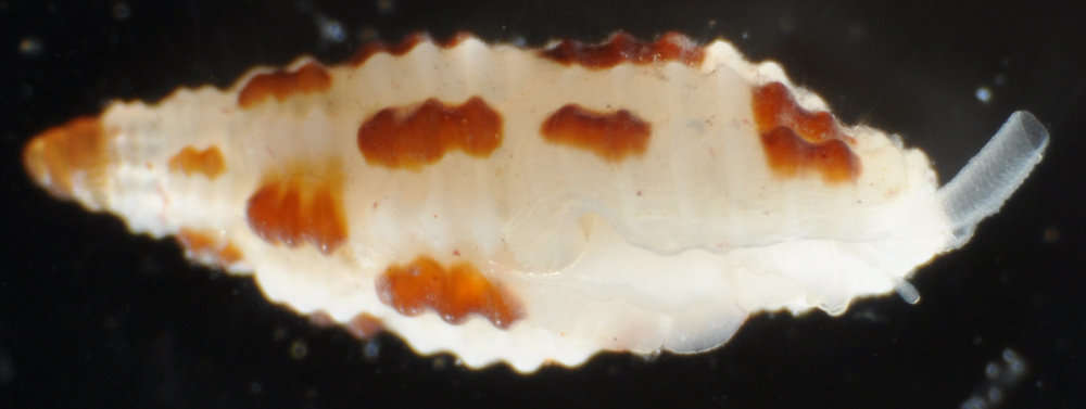 Image of Kermia maculosa (Pease 1863)