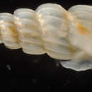 Image of <i>Rissoina turricula</i>