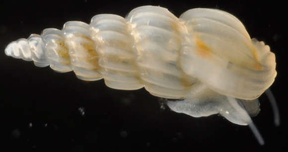 Image of <i>Rissoina turricula</i>