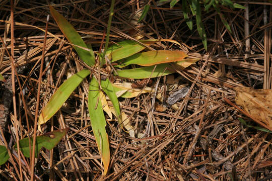 Image of golden colicroot