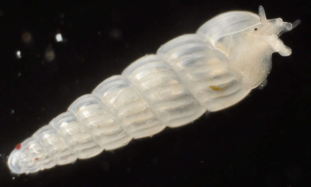 Image of Heterostropha