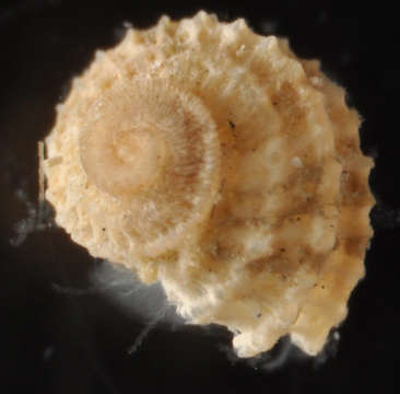 Image of Seguenzioidea Verrill 1884