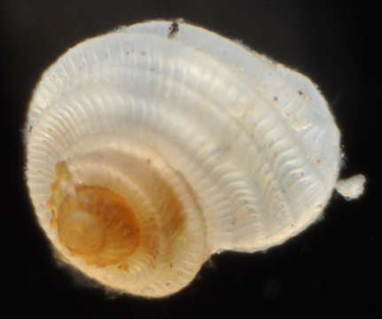 Plancia ëd Tornidae Sacco 1896