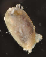 Image of Lithophaginae