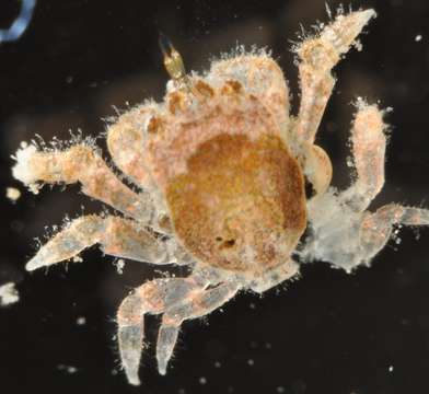 Image of Coral Enveloped Crabs