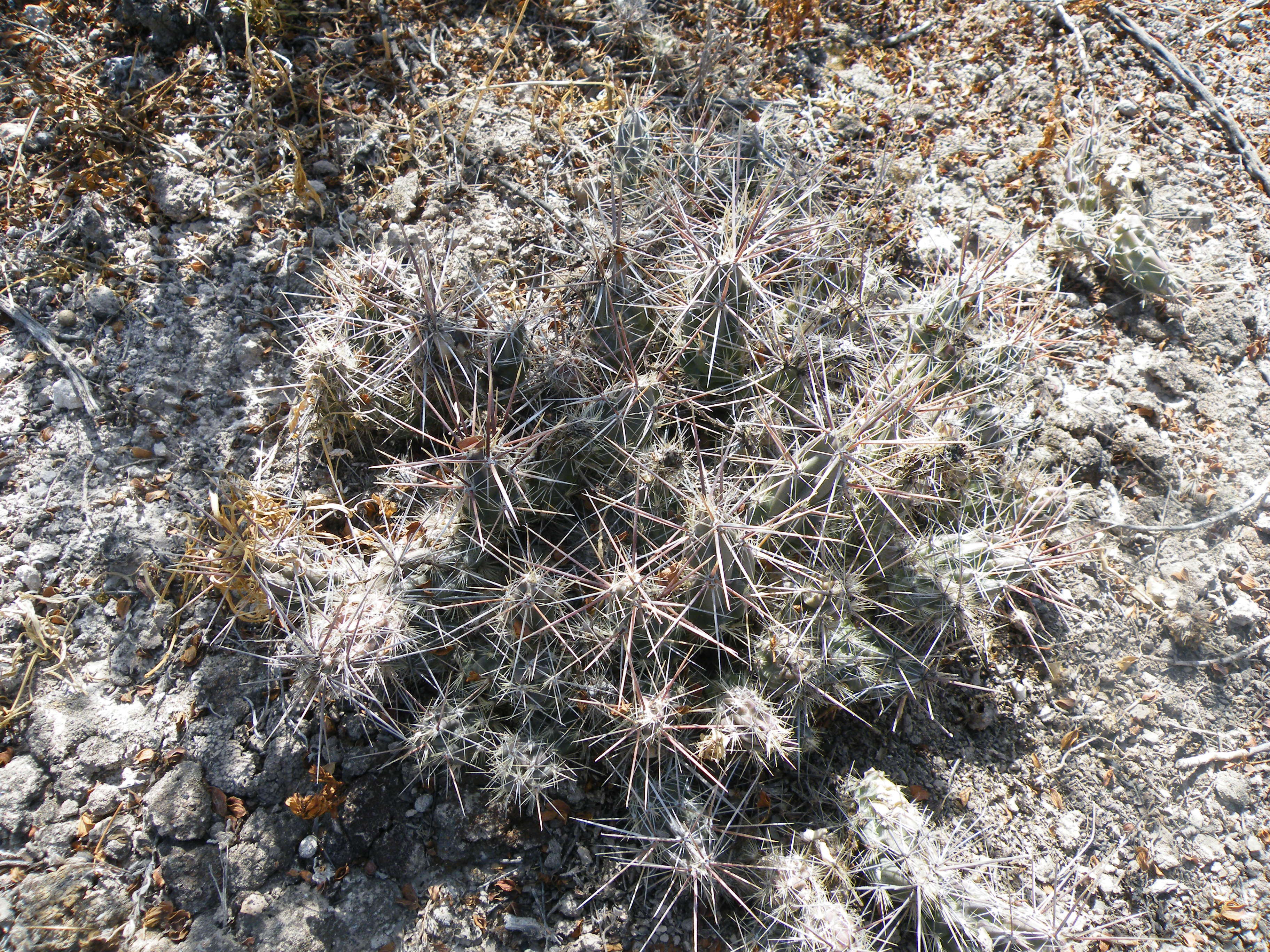 Image of Graham's pricklypear