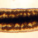 Image of Otoplanidae