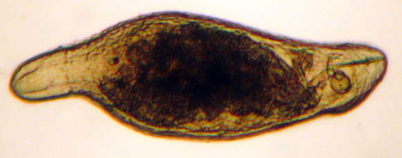 Image of Trepaxonemata