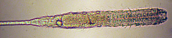 Image of Macrodasyidae