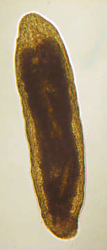 Image of Xenacoelomorpha