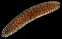 Image of Chrysopetalidae