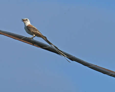 Image of Scissor-tailed Flycatcher