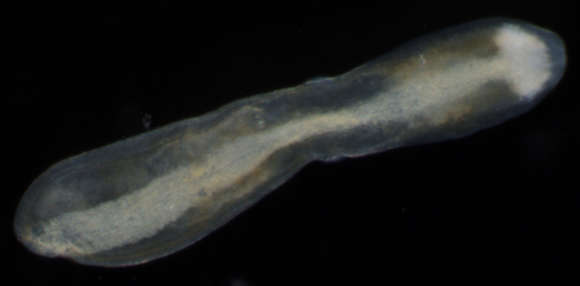 Image of nemerteans