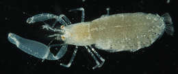 Image of Periclimenaeus Borradaile 1915