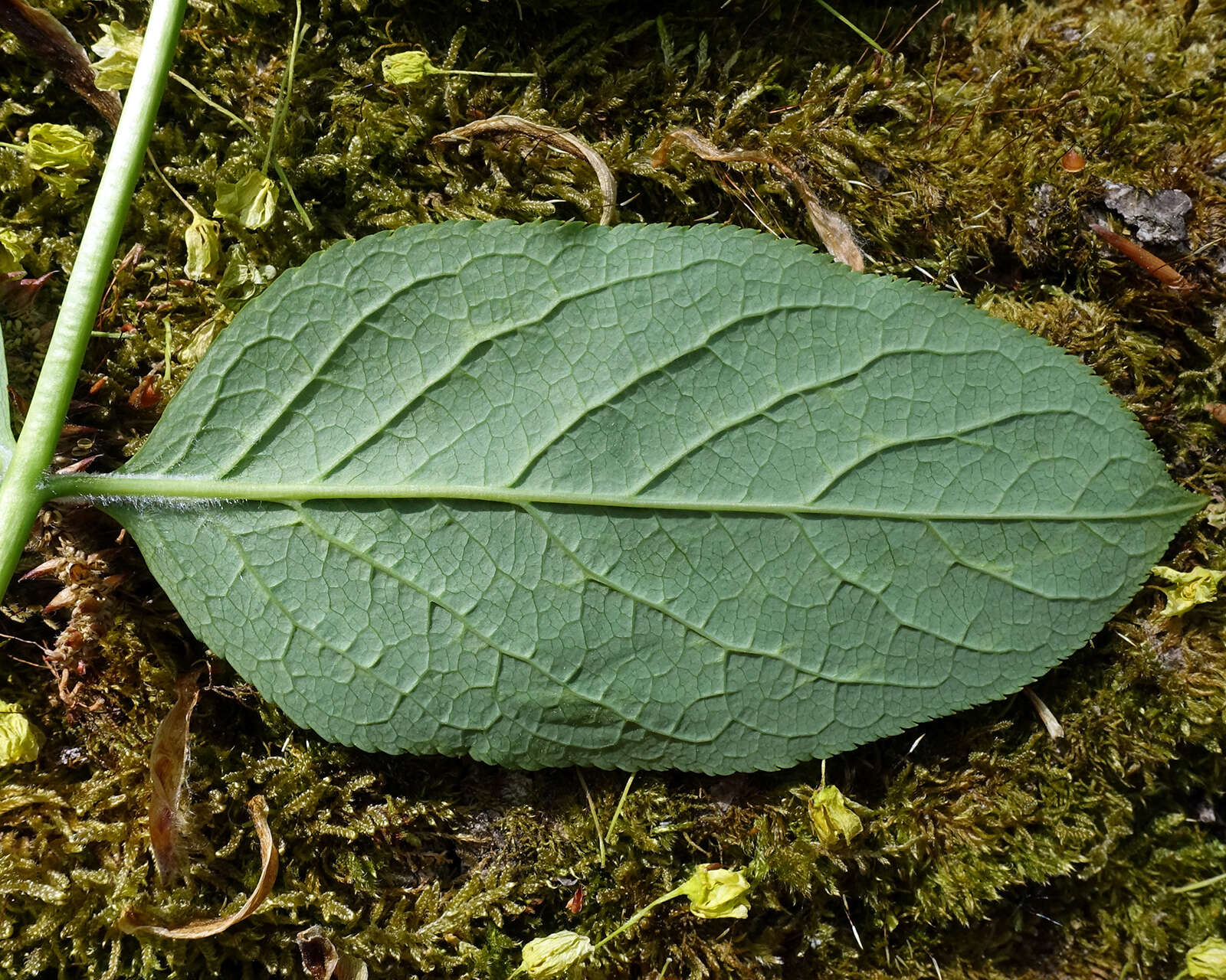 Imagem de Staphylea pinnata L.